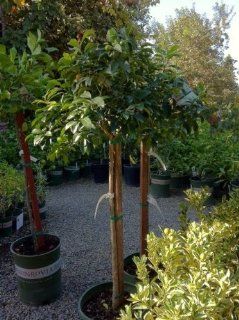 Nagami Kumquat Tree Premium Quality Topiary Five Gallon   Citrus Trees