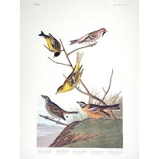  Art Arkansaw Siskin, Mealy Red poll, Louisiana Tanager, Townsend's Finch, Buff breasted Finch. "Birds of America" (Amsterdam Edition) (Pl. 400)  Lithography  John James Audubon
