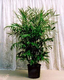 Bamboo Palm 10 Seeds   Chamaedorea florida  Tree Plants  Patio, Lawn & Garden