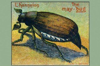 "May Bug "L'Hanneton"" Print (Canvas 20x30)  
