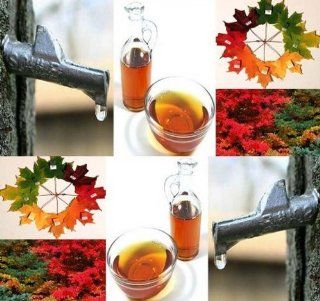 4 Packs x 10 Sugar Maple Tree Seeds   Northern Sugar Maple   ACER saccharum Seed   WIDE RANGE OF FALL COLORS   Make Your Own Maple Syrup Today   Zone 3   8   By MySeeds.Co  Vegetable Plants  Patio, Lawn & Garden
