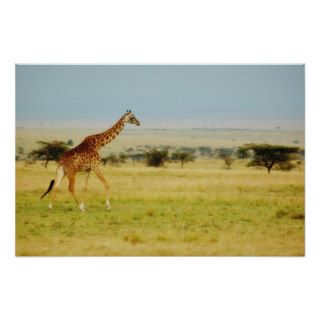 Giraffe Masai Mara, Kenya poster, print, picture