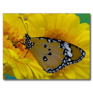 Sammamish, Washington. Tropical Butterflies 38 Postcards