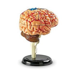 Learning Resources Brain Anatomy Model  Make More Happen at