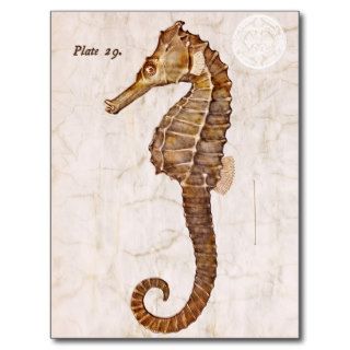 Vintage Seahorse   Antique Seahorses Customized Postcard