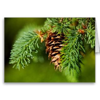 Christmas Evergreen Pine Cone Needles Tree Trees Cards