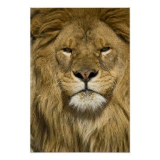 African Barbary Lion, Panthera leo leo, one of Posters