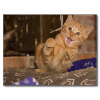 Kitten Attack Postcards
