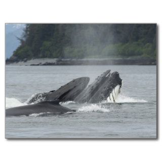 Three Humpback Whales Post Cards