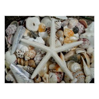 White Starfish and Tropical Shells Huge Poster