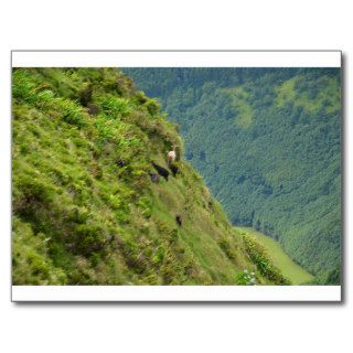 Goats on a very steep hillside post card