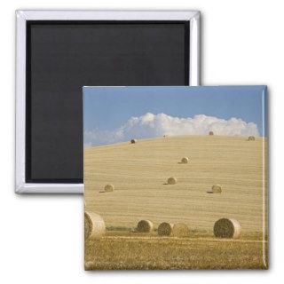 Italy, Tuscany, Bales of straw on corn fields Fridge Magnet