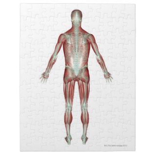 The Musculoskeletal System 9 Jigsaw Puzzles