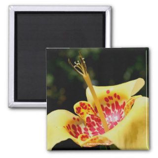 Yellow Spotted Lily Flower Photo Magnet