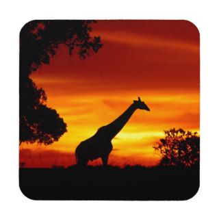 Giraffe Solitary Evening Drink Coaster