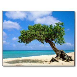 Divi Divi Tree on Beach in Aruba Postcards