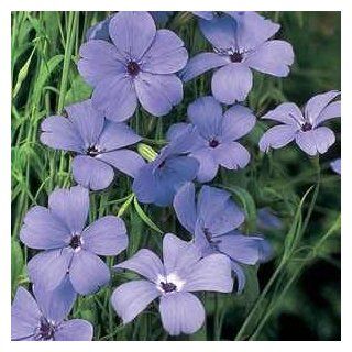 Outsidepride Viscaria Blue Angel   5000 Seeds  Flowering Plants  Patio, Lawn & Garden