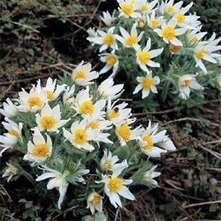 Outsidepride Anemone Pulsatilla White   500 Seeds  Flowering Plants  Patio, Lawn & Garden