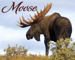 Moose 2012 Calendar (Calendar) General