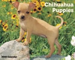 PUPPIES Chihuahuas 2010 Calendar General