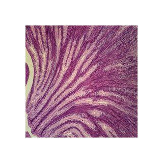 Mammal Kidney, median sag. sec. 7 µm H&E Microscope Slide