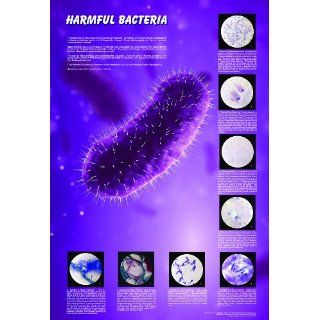 American Educational JPT T20 Harmful Bacteria Poster