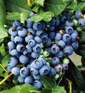 Berkeley Blueberry Plant   Some Say the Largest Blueberry   7/12" Potted  Patio, Lawn & Garden