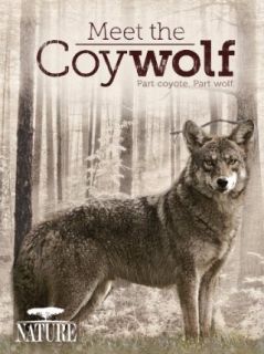 Meet the Coywolf Susan Fleming, THIRTEEN Productions LLC Coy Wolf Inc  Instant Video
