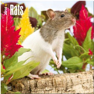 Rats 2014   Ratten Original BrownTrout Kalender Mehrsprachig Kalender Inc Browntrout Publishers Bücher