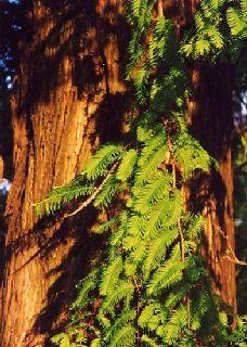 Tropica   Urwelt   Mammutbaum (Metasequoia glyptostroboides)   60 Samen Garten