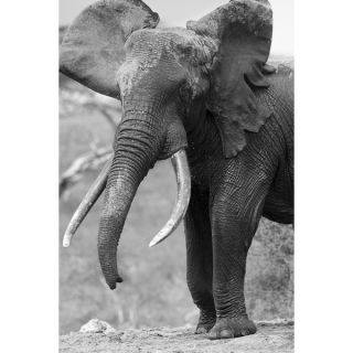 Elephant calf, Chyulu Hills, Ol Donyo Wuas, Kenya, Africa Wildlife
