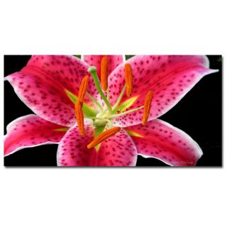 Stargazer Lily by Kathie McCurdy Photographic Print on Canvas