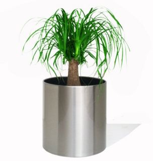 Classic Stainless Steel Cylinder Planter   Planters