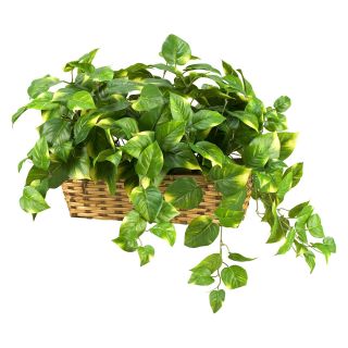 D and W Silks Pothos Ivy in Ledge Basket   Silk Plants