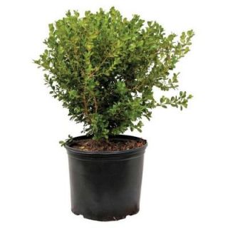 3 Gal. Japanese Boxwood 06103