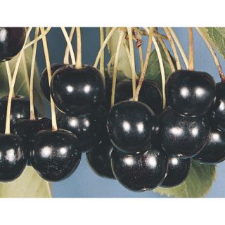 3.84 Gallon Black Tartarian Cherry Tree (L1256)
