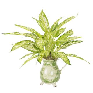 Silver Queen Plant in Asian Pitcher by Creative Displays, Inc.