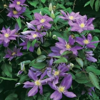 Clematis HF Young Plants (2 Pack) DISCONTINUED 70203