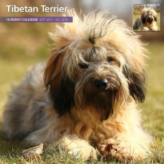 Steel Tibetan Terrier Dog 2015 Wall Calendar