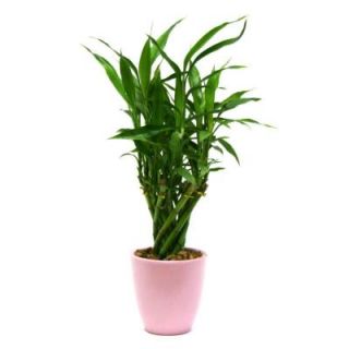 Delray Plants Lucky Bamboo Medium in 4 in. Old Pink Pot BAMMDPINKOLD