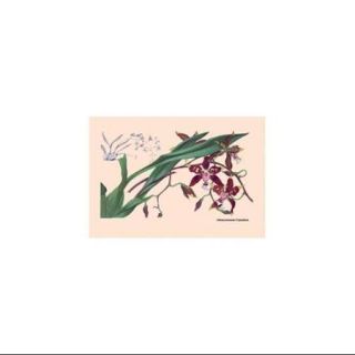 Orchid Odontoglossum Tripudans Print (Canvas Giclee 20x30)