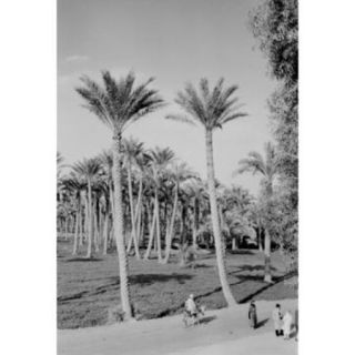 Egypt, Memphis, People near palm trees Poster Print (18 x 24)