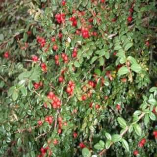 OnlinePlantCenter 1 Qt. Cranberry Cotoneaster Shrub C00318