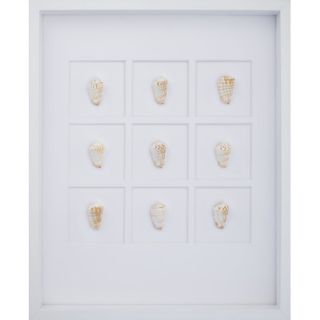 Strawberry Conch Shells Wall Art Shadow Box in Brown/White