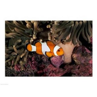 Percula Clownfish swimming near sea anemones underwater Poster Print (24 x 18)