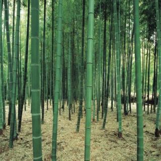 Washington 150 in. x 108 in. Bamboo Forest Wall Mural DS8031