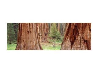 Sapling among full grown Sequoias, Sequoia National Park, California, USA Poster Print by Panoramic Images (27 x 9)