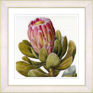 Vintage Botanical No. 57W by Zhee Singer Framed Giclee Print Fine Wall