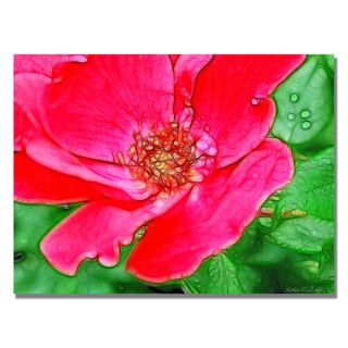 Kathie McCurdy Red Rose Canvas Art   Shopping