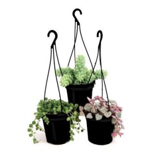 3.5 in. Assorted Succulent Hanging Basket (3 Pack) 0881006